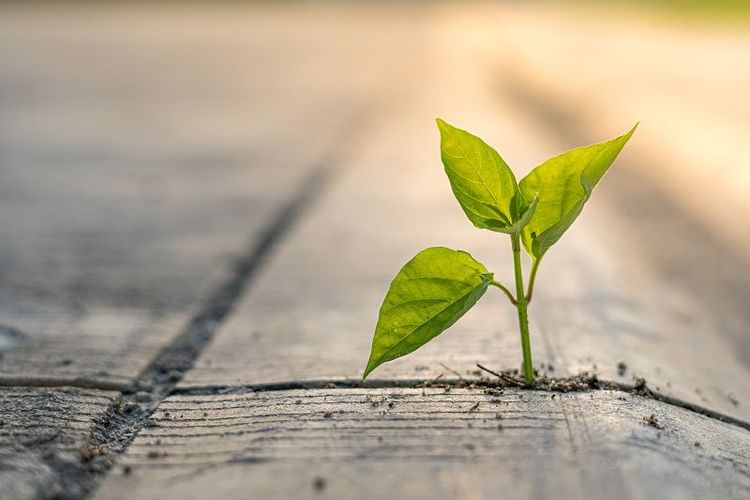 green_cement_sustainability