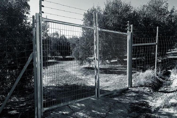 Square_weld_mesh_fence_and_gates_with_barbed_wire_top_in_an_olive_grove.